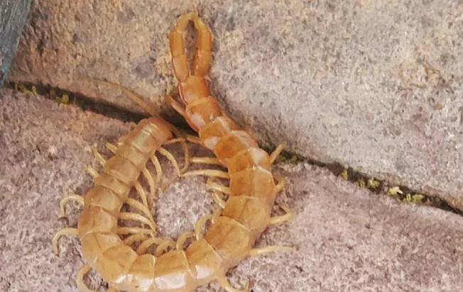 Occasional Invader Centipeded