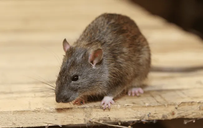 Placeholder Norway Rat