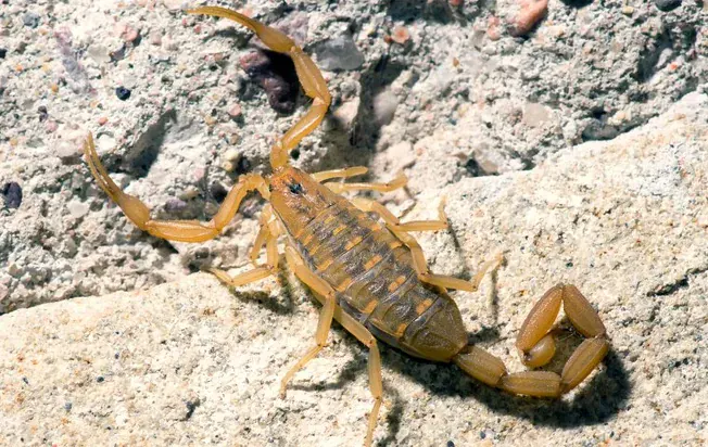 Bark Scorpion