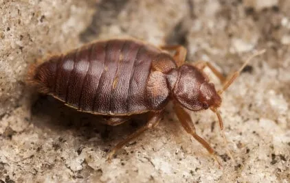 Bed Bug 760X480