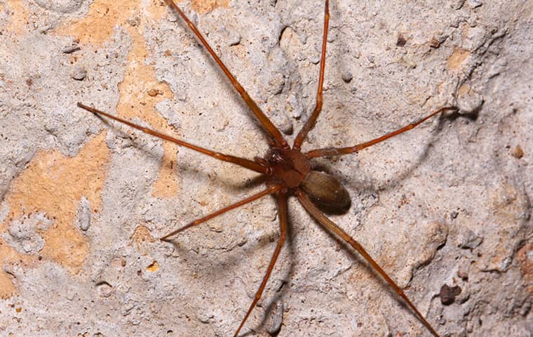 Brown Recluse Control And Prevention Tips