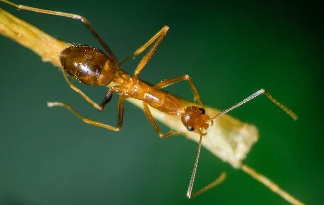 Pharoah Ant On A Stick